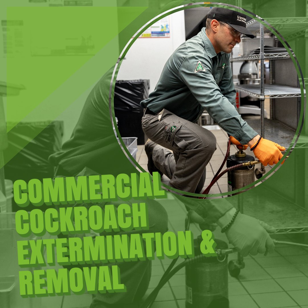 VersaTechPM's tweet image. Are you looking for the very best, most trusted San Dimas or LA County #commercialpestcontrol for #cockroaches? The highly-skilled pest exterminators at Versa-Tech® are here for you with top rated #cockroachcontrol &amp;amp; infestation cleanout services you can count on. (888) 429-1213