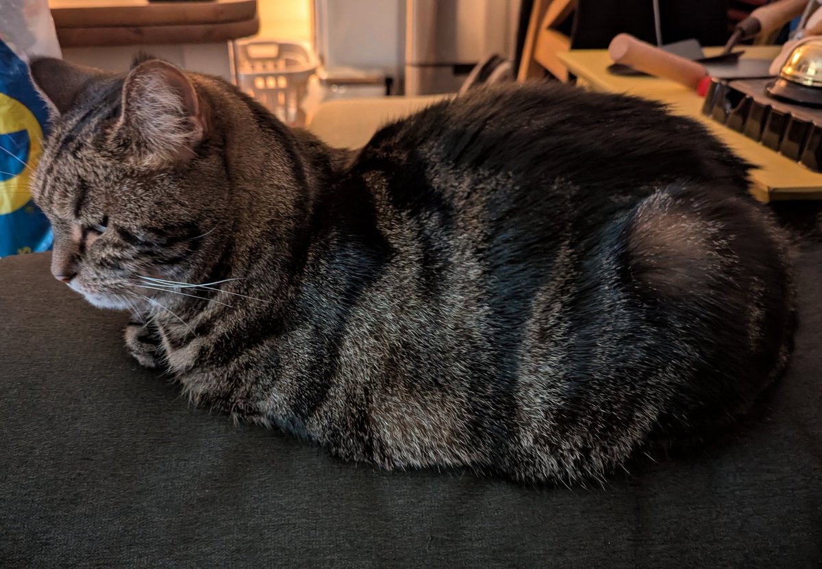 Do not touch the loaf while baking 🔥🍞😹 #kittyloafmonday
