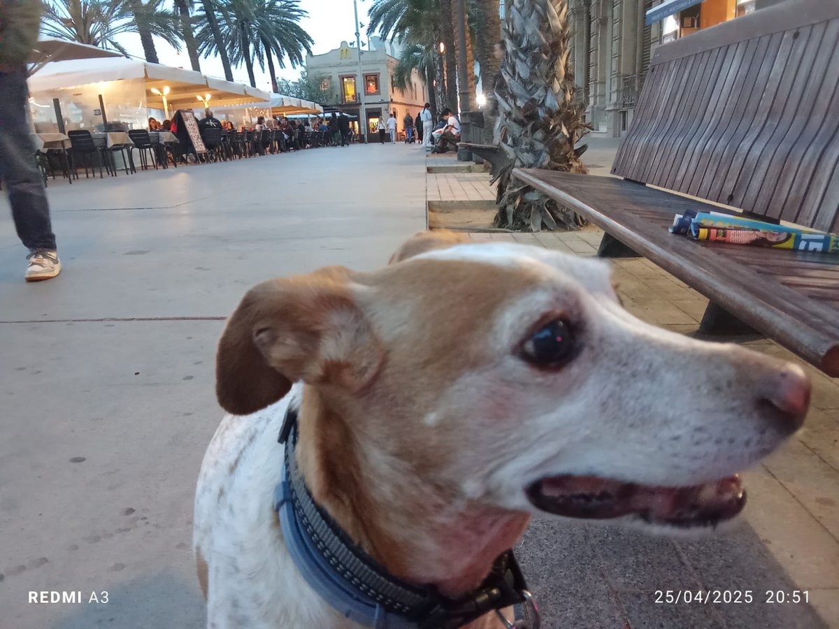 DEP DORIS🌈🐾💔
Hoy nos despedimos de ti pequeña, después de siete años adoptada y con un fuerte maltrato a tus espalda, podemos decir que has sido la perrita más feliz del mundo...hoy se apagó tu luz en la tierra pero brillará por siempre en nuestro cielo.