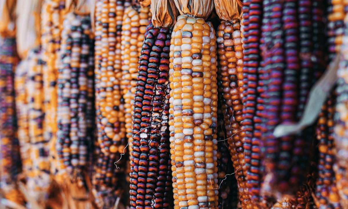 Timothy A. Wise tweet media