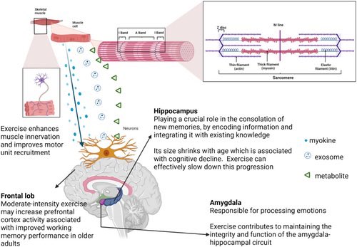 LeonardoMatta's tweet image. A great review about how exercise delays brain ageing through muscle-brain crosstalk 🧠💪.

#exercise #brain #metabolism #health

onlinelibrary.wiley.com/doi/10.1111/cp…