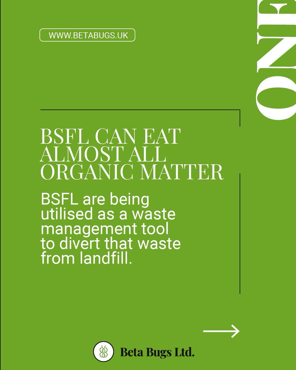 betabugsltd's tweet image. Can BSF eat non-food substrates such as plastics? 

For more FAQs in insect farming, head over to our handy Insect Farming FAQs blog post; betabugs.uk/insect-farming…

#insectfarming #FAQs #betabugs #blacksoldierfly