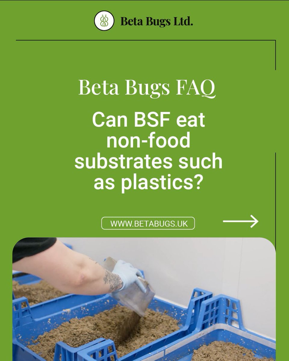 betabugsltd's tweet image. Can BSF eat non-food substrates such as plastics? 

For more FAQs in insect farming, head over to our handy Insect Farming FAQs blog post; betabugs.uk/insect-farming…

#insectfarming #FAQs #betabugs #blacksoldierfly
