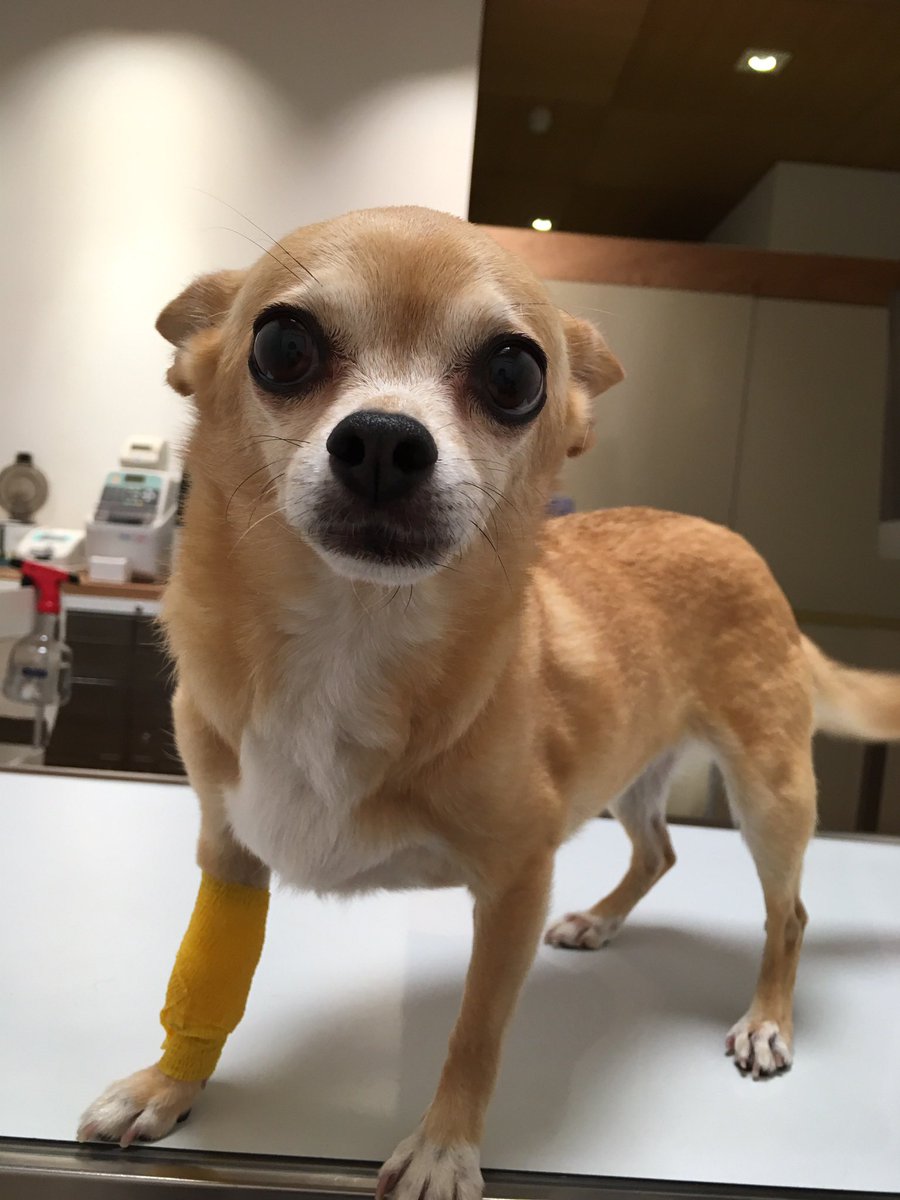 はなこ🐕おじいパグワンコと同居中🐾 tweet media
