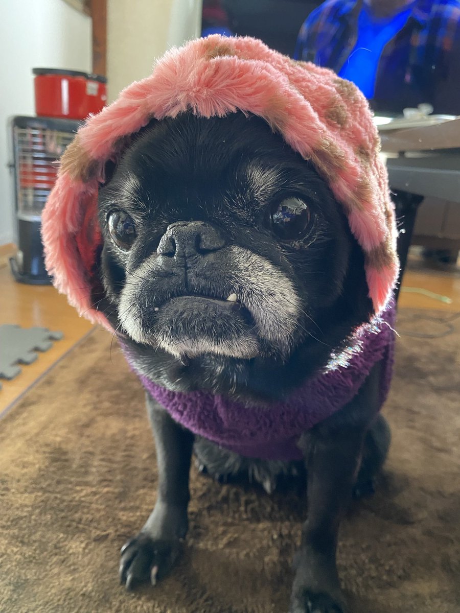 はなこ🐕おじいパグワンコと同居中🐾 tweet media
