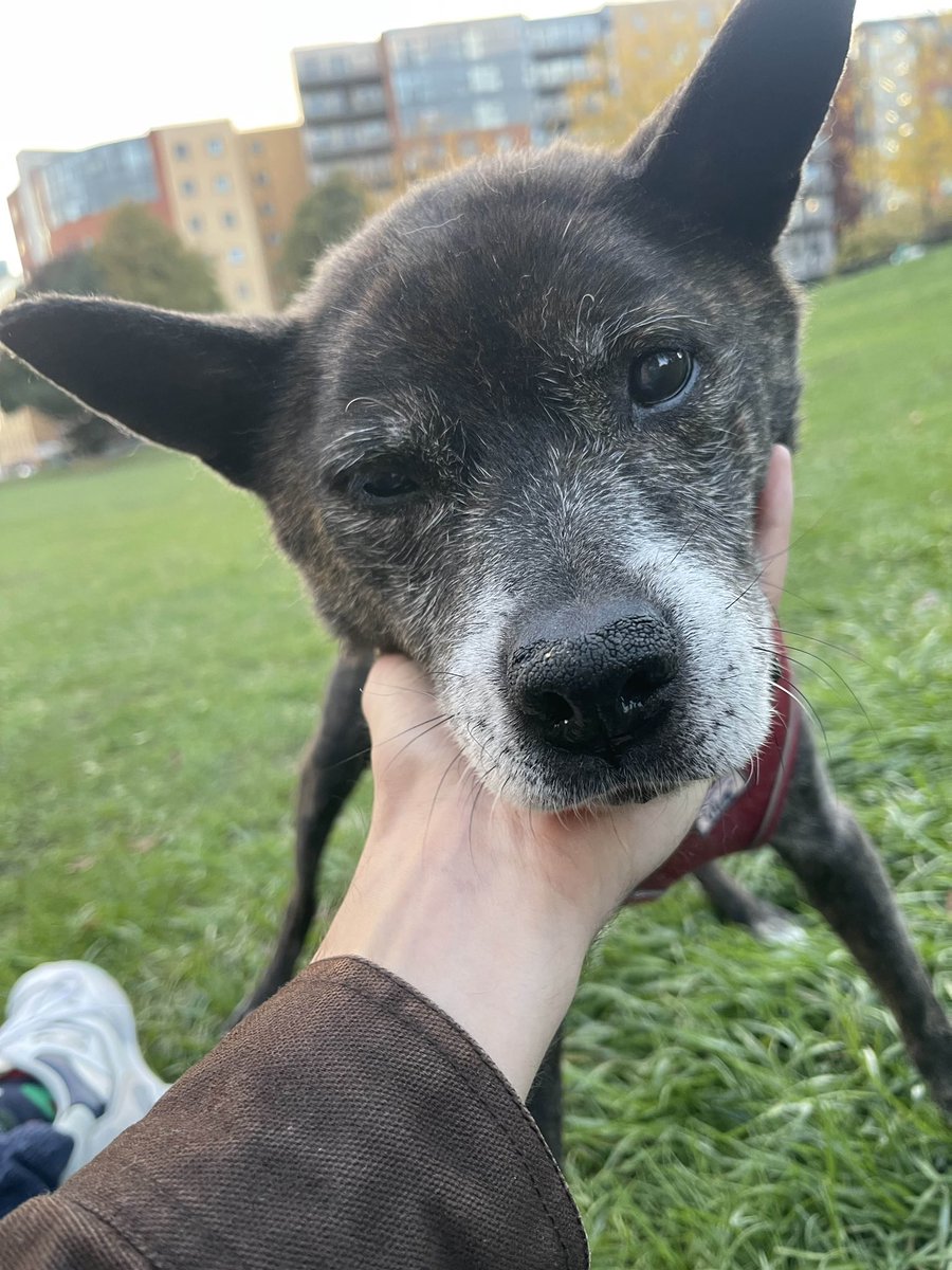 He was a good good dog.

I will be gone for a short while. Hug your pets please.