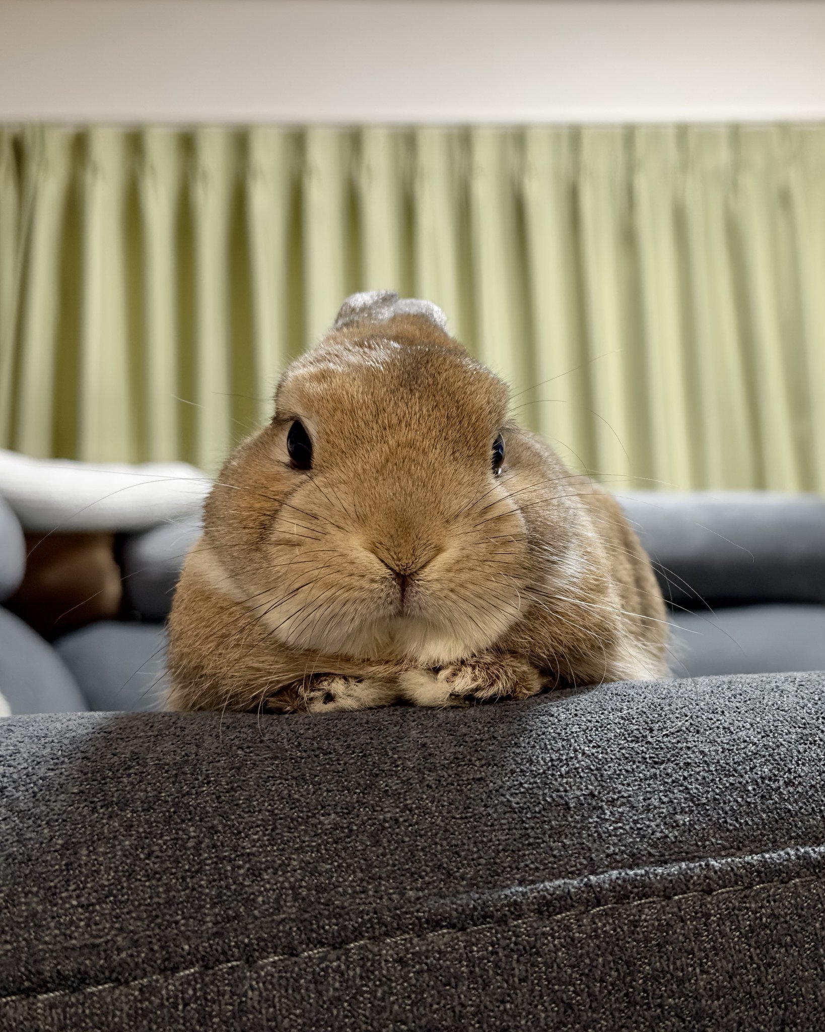 うさぎ✨ うさぎのうい🐰 on X: 