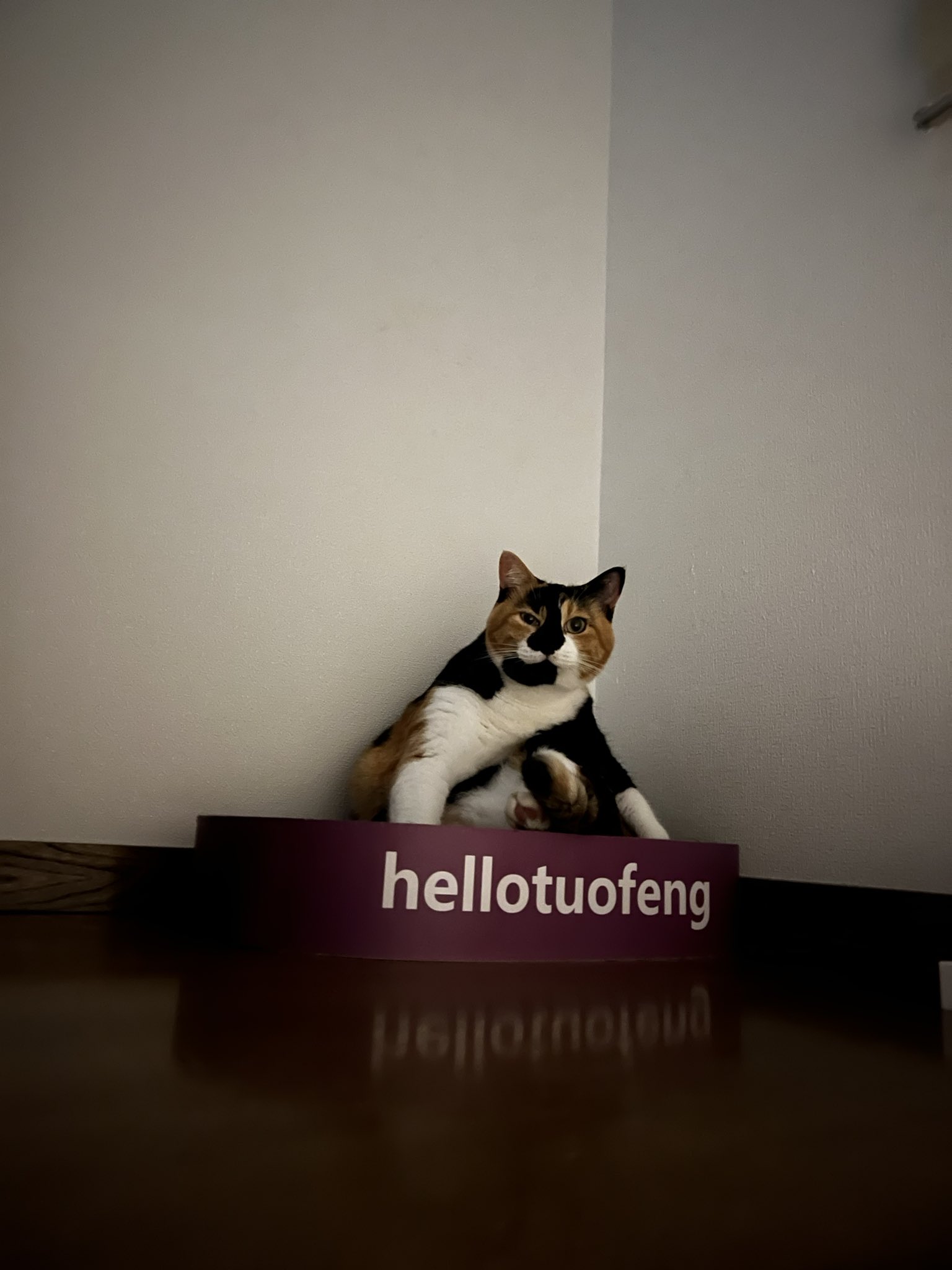 ♡三毛猫♡さん専用 三毛猫はなこ (@hanako20180721) / X