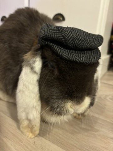 One of the most iconic bunnies to ever grace Carrot Cottage, Howard. 

Howard spent his life as an emotional support animal in a care home he had a poor diet and a hutch to live in. 

When Howard went blind, they took him to be euthanised. 

Luckily the vet had different ideas