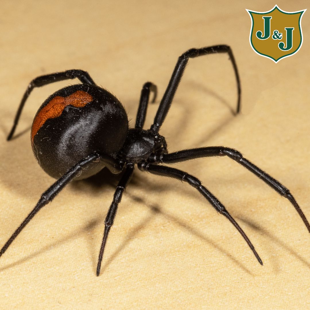 Don’t let spiders crash your cozy fall vibes! 🍂🕷️ Want to keep your home spider-free this season? Check out our easy tips to make those eight-legged guests scurry away. Click the link for all the details and enjoy a comfy, spider-free autumn! 👇

jjext.com/how-to-keep-yo…