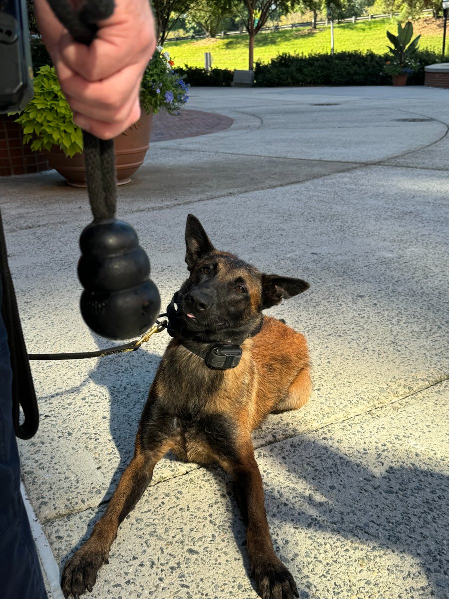 TheDurhamPolice's tweet image. Staring at our coffee brewing on a Monday morning like… ☕🐾 

#DPDK9 #PoliceDog #MondayMood #DurhamPolice