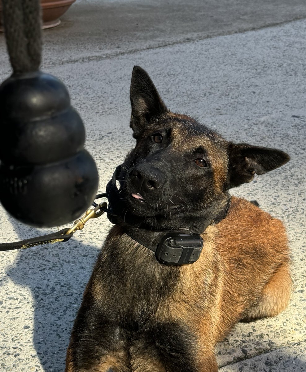 TheDurhamPolice's tweet image. Staring at our coffee brewing on a Monday morning like… ☕🐾 

#DPDK9 #PoliceDog #MondayMood #DurhamPolice