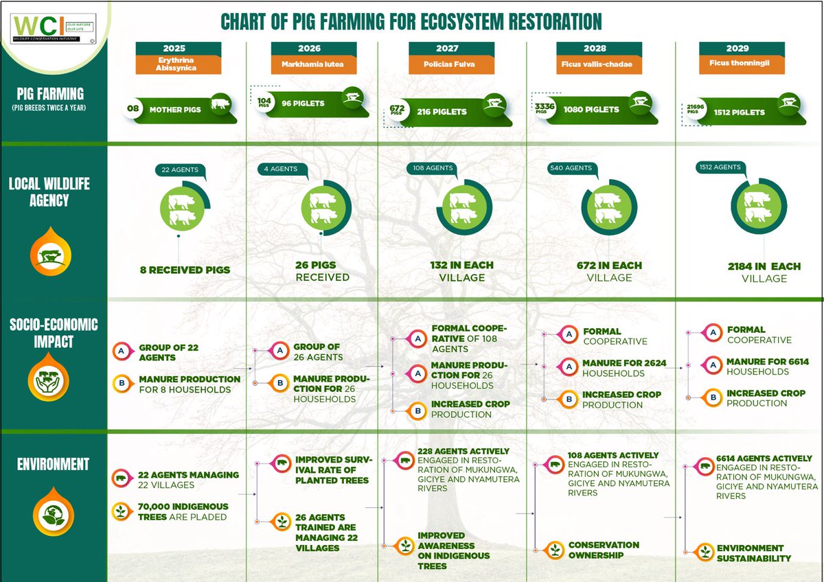 At <a href="/wcirwanda/">Wildlife Conservation Initiative (WCI Rwanda)</a> , we link #incomegeneration with #conservation. Through #pigfarming 🐖, local wildlife agents boost their #livelihoods 💰while protecting #indigenoustrees  planted at #riverbanks 🌱🌍.