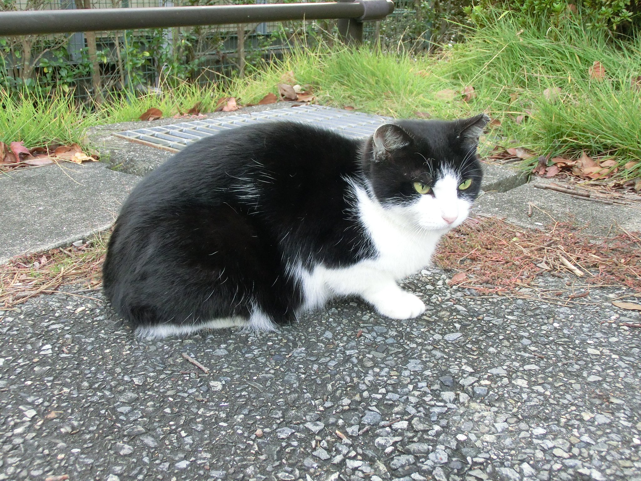 野良猫 ねこ #野良猫 #cat