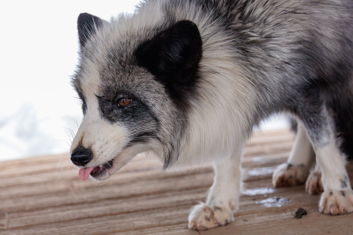 LIA🦊🔖へっぽこ tweet media