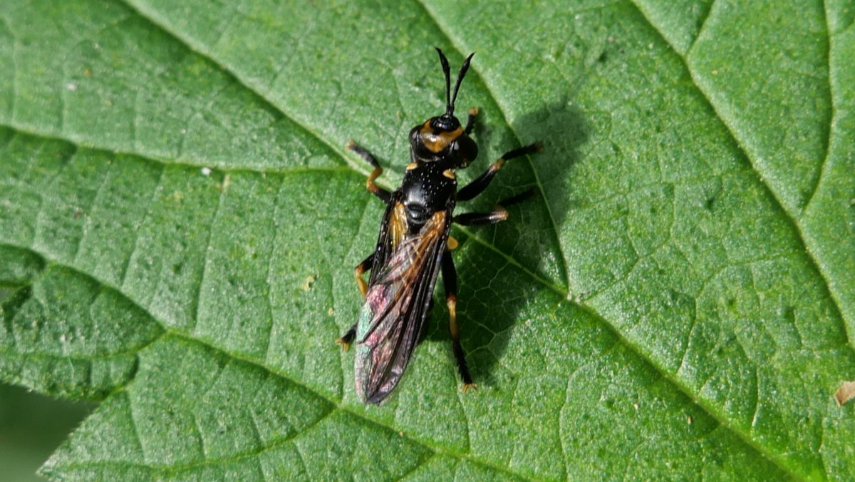 Simon Knott tweet media