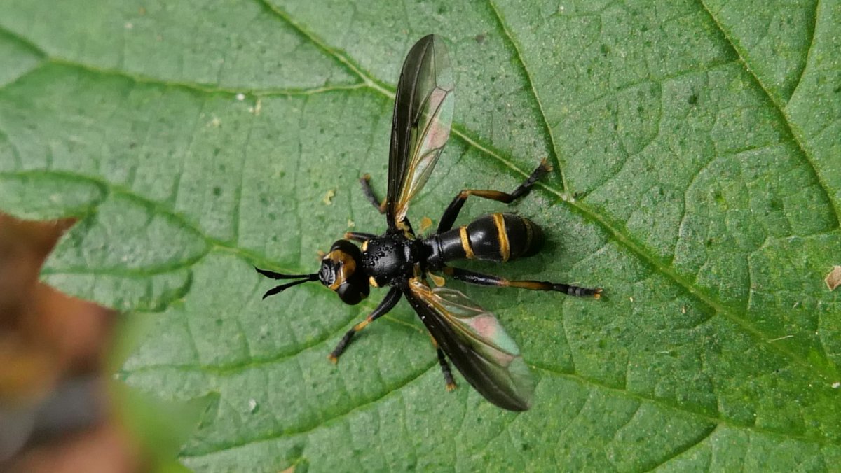 Simon Knott tweet media