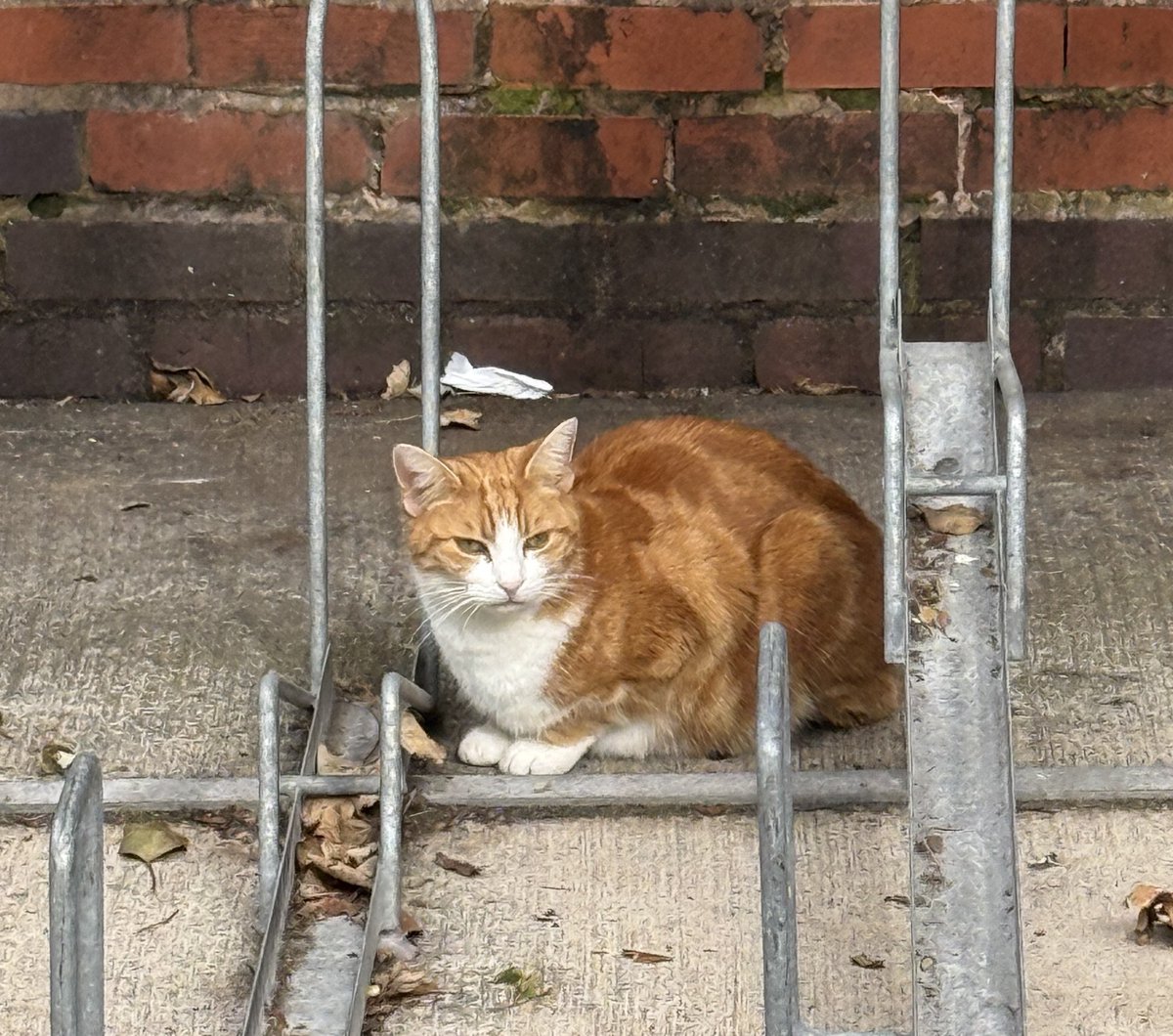 SnrConductorJim's tweet photo. Little break at Stourbridge Junction today and the Senior Mouse Catcher is taking a short break too.

Unfortunately, I came without any dreamies/snacks/edible bribery 😂

@TheStourbridge @FcJunction https://t.co/iUsBXZnSNq