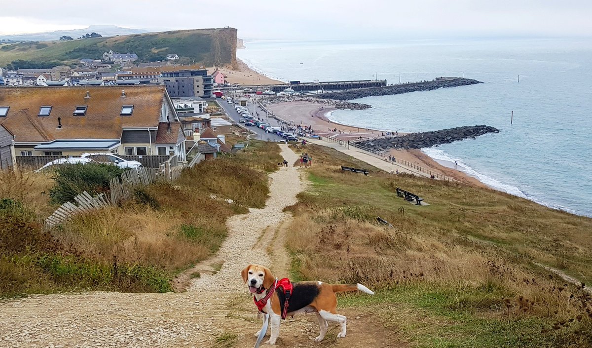As from Wednesday 1st October, dogs are allowed on all West Bay beaches again (until 1st May next year). Please do not walk on the beach beneath East Cliff due to the risk of cliff falls. #WestBay