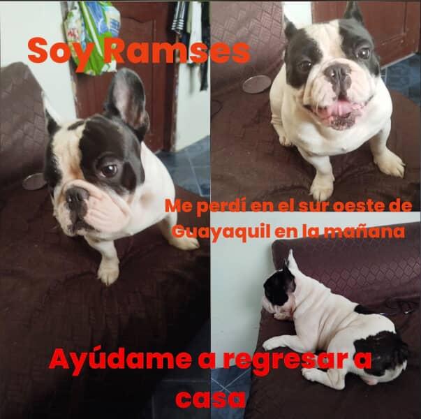 EmergenciasEc's tweet photo. #PerritoPerdido
Ayuden a compartir por favor, gracias https://t.co/qcBs3Y86dj