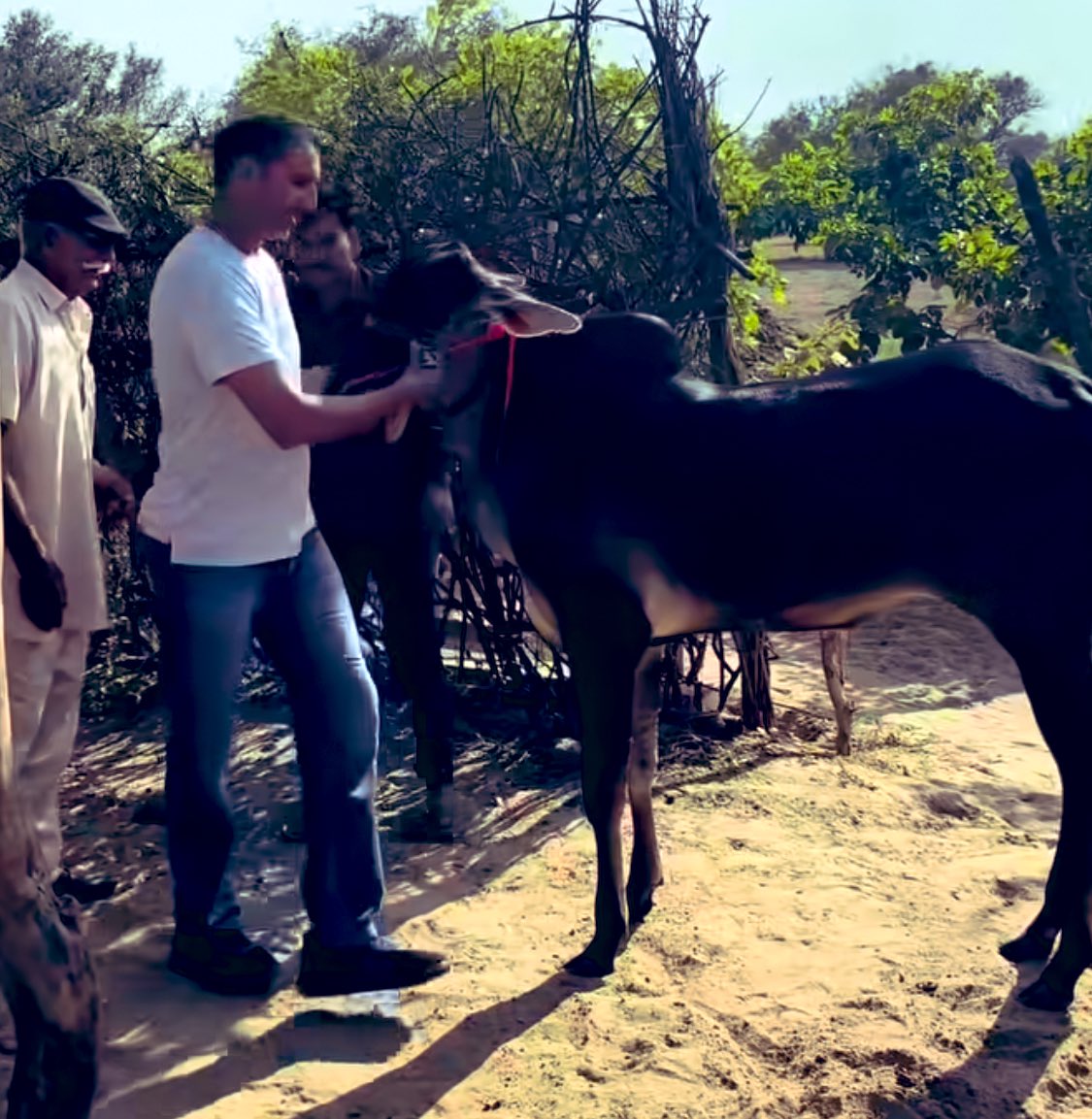 नागौर की डेगाना तहसील के माँझी गाँव से रामचंद्र जी लेगा ने नागौरी नस्ल का बैल 400000 में बेचा है पंजाब गया है