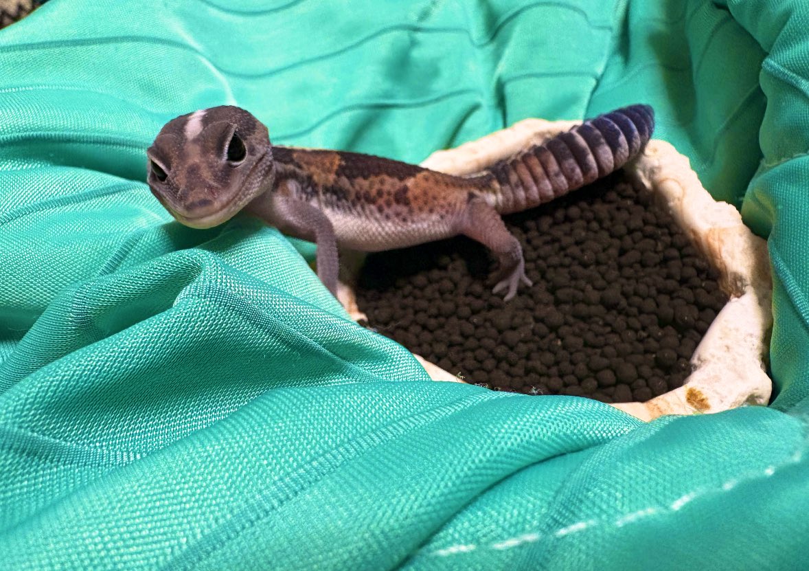 1、　胸筋も立派でジョジョみたいなポーズの恐竜天使　＊
2、　メンテ移動でご機嫌斜めな黒目天使　＊
3、　ねーまだ？催促黒目天使　＊