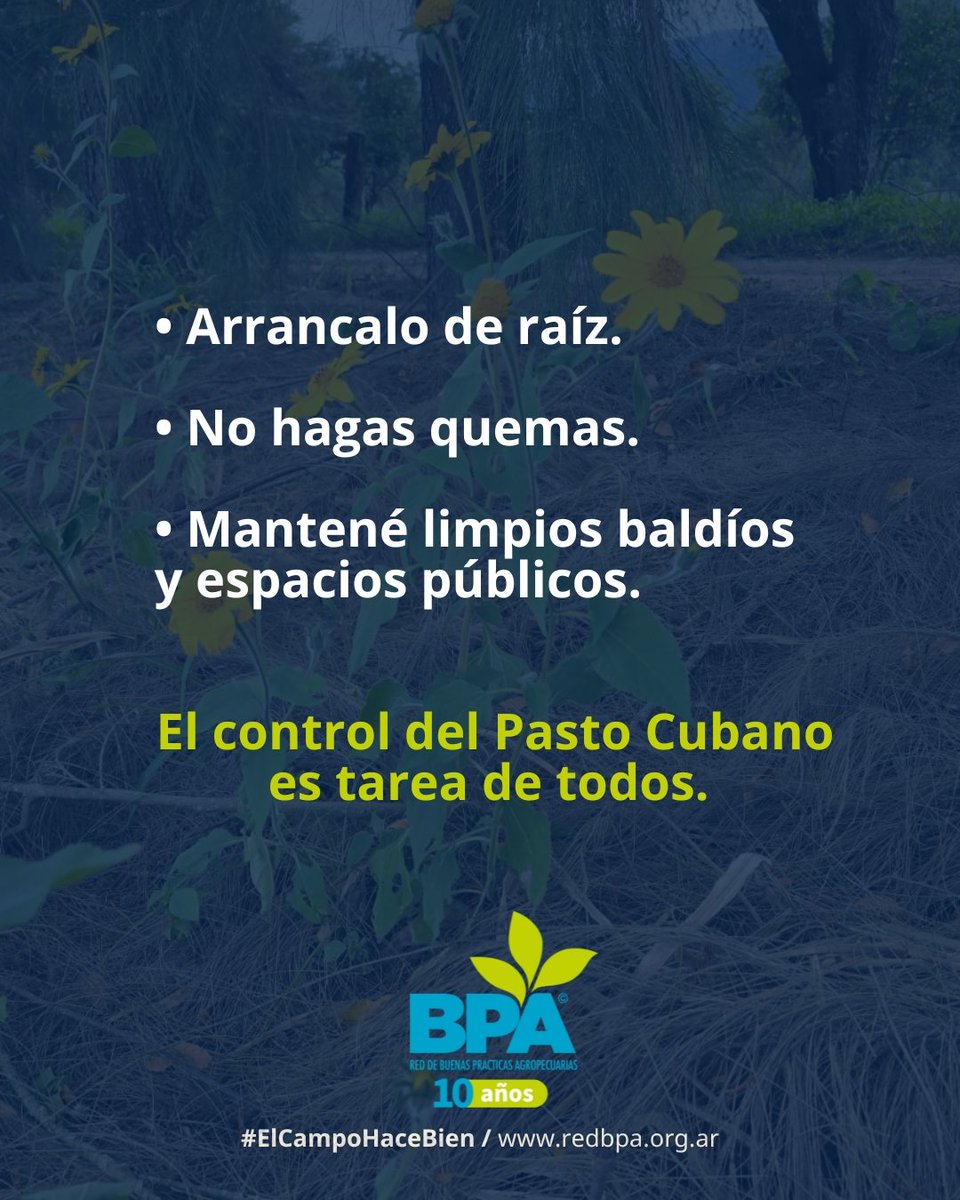RedBPAs's tweet photo. ➡️ Controlar el yuyo cubano es parte esencial de las #BPA. Un manejo adecuado permite proteger la #productividad, cuidar el #suelo y fomentar una agricultura más sustentable.
Más info en esta nota 👉 https://t.co/DqSLpsIkoE
#YuyoCubano #BPA #controldemalezas #Jujuy #Salta https://t.co/hAaT8X8H5j