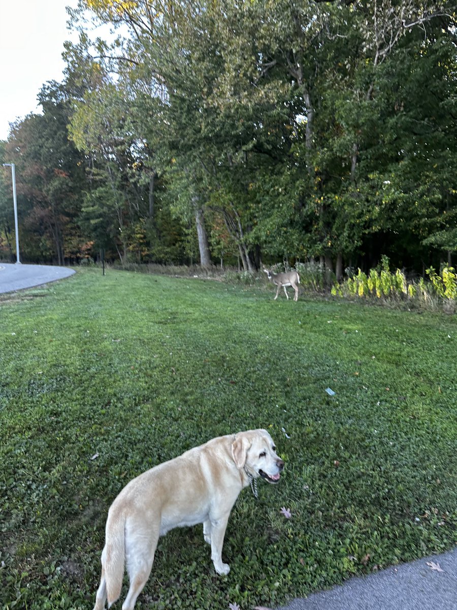 xvermonter61's tweet photo. Ran in to a couple of the boys this morning! 🤗#DogsofTwitter #MondayMeetUp https://t.co/dPqcBtyeZU
