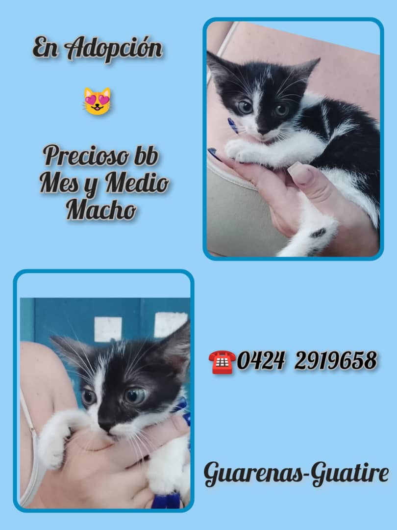 Adopta. Salva una vida. Cambia un destino.