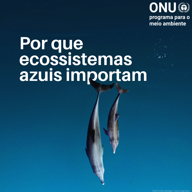 UNEP_pt's tweet image. Florestas de algas marinhas
Manguezais
Prados marinhos
Recifes de coral

Descubra por que razão é fundamental proteger estes habitats #ForPeopleForPlanet: bit.ly/EcossistemasAz… (em inglês)