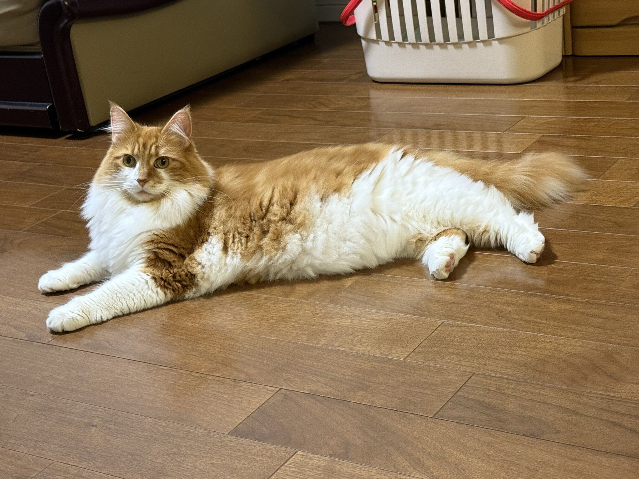 バヌアツ 5 Vatu メインクーン猫 2015年 コイン バヌアツ 5 Vatu メインクーン猫 2015年 コイン Yahoo