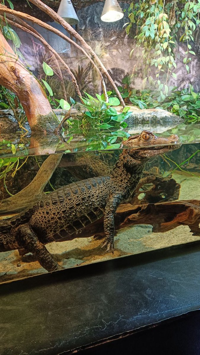 ᅟᅟᅟ  ˖  ° 𓇼 ❗️🐊
Bom dia, amigos! Hoje cedo passei para dar uma olhadinha nos nossos répteis. Enquanto alguns estavam relaxando dentro da água, outros aproveitavam para tomar aquele solzinho. E temos até um jacaré albino por aqui, bem diferente com sua coloração branquinha!