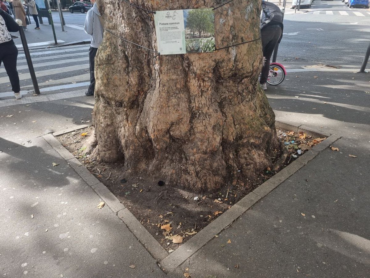 🌳A #Paris, il est impératif de mieux protéger nos #ARBRES REMARQUABLES.

Ce sont les plus efficaces en matière de services écosystémiques, et pourtant, notre mairie refuse de les entretenir correctement.

Voici l'histoire de l'un d'entre eux, et il est en danger.

Thread 🧵