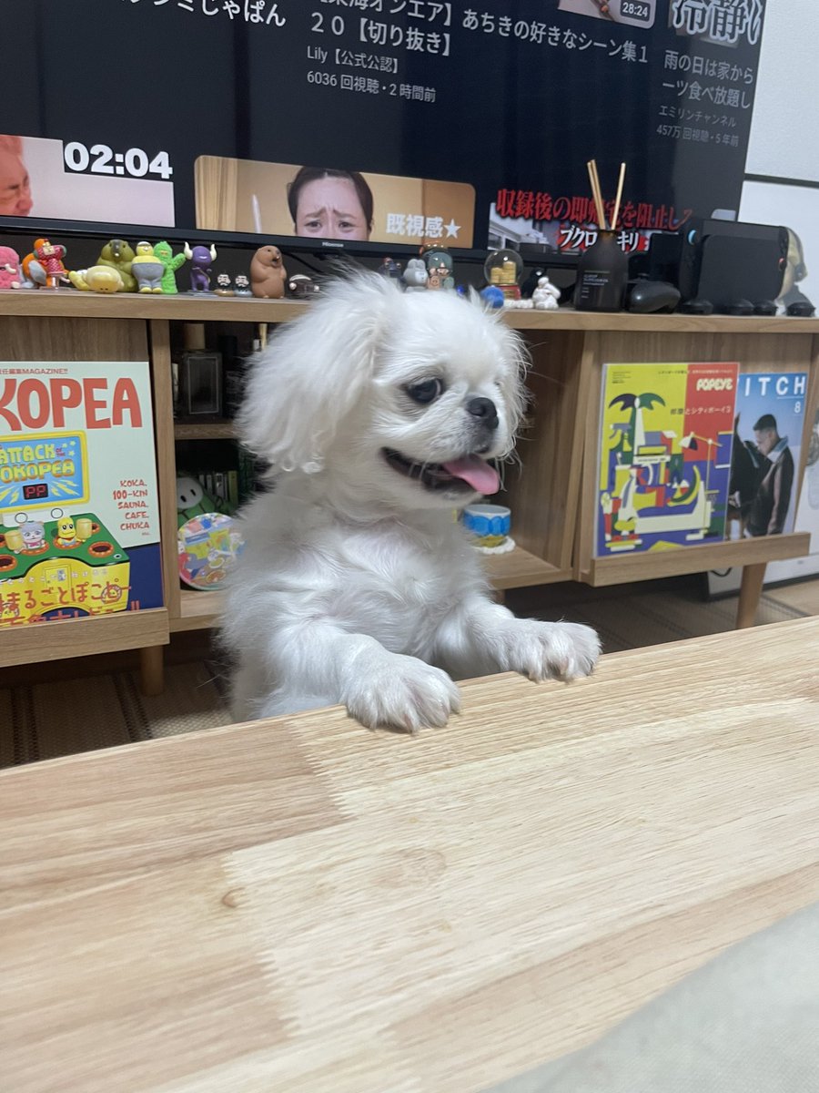 BANPEIYU_dog's tweet image. ごはんの量に文句があるらしい