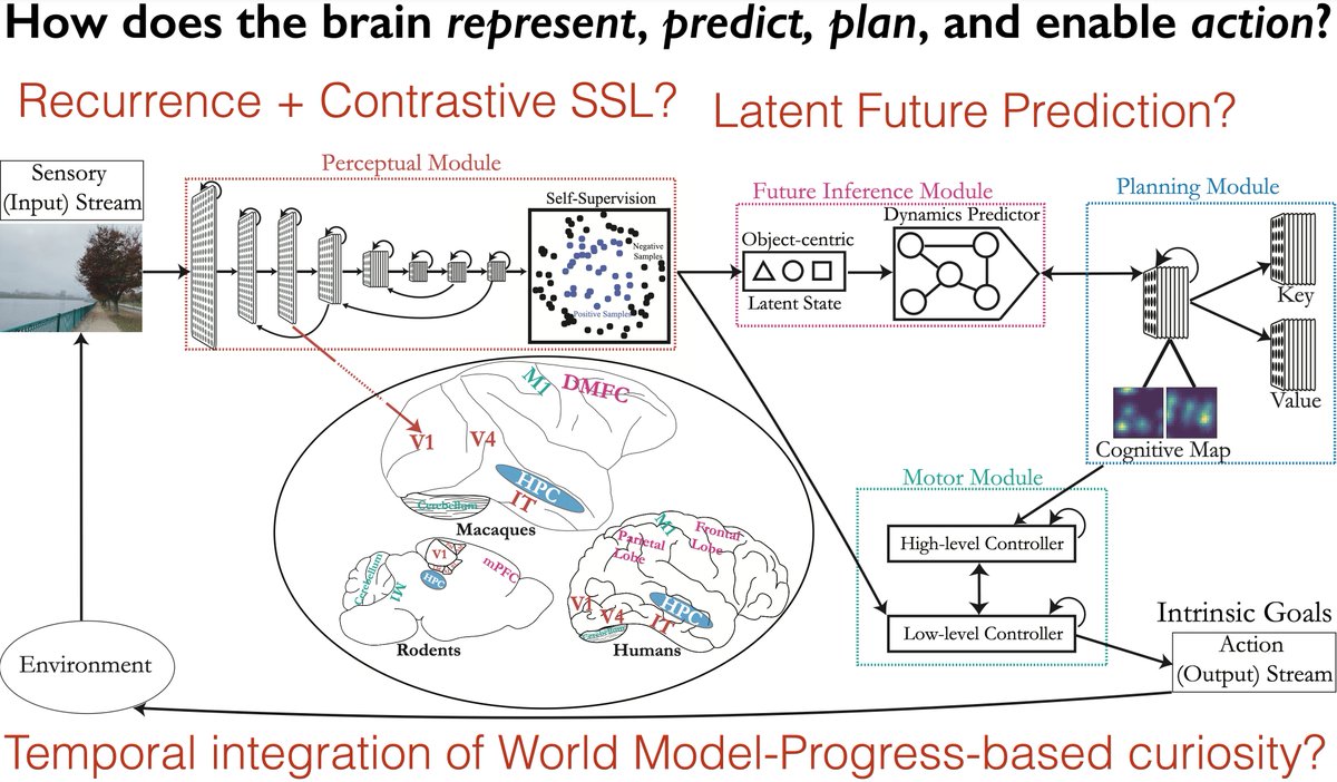aran_nayebi's tweet image. Recent discussions (e.g. @RichardSSutton on @dwarkesh_sp’s podcast) have highlighted why animals are a better target for intelligence — and why scaling alone isn’t enough.
In my recent @CMU_Robotics seminar talk, “Using Embodied Agents to Reverse-Engineer Natural Intelligence”,…