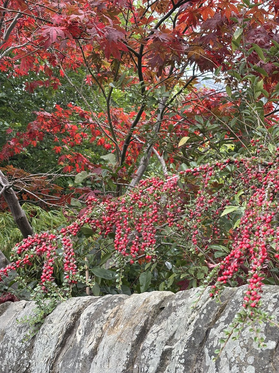 Autumn colours in Churchill, Edinburgh