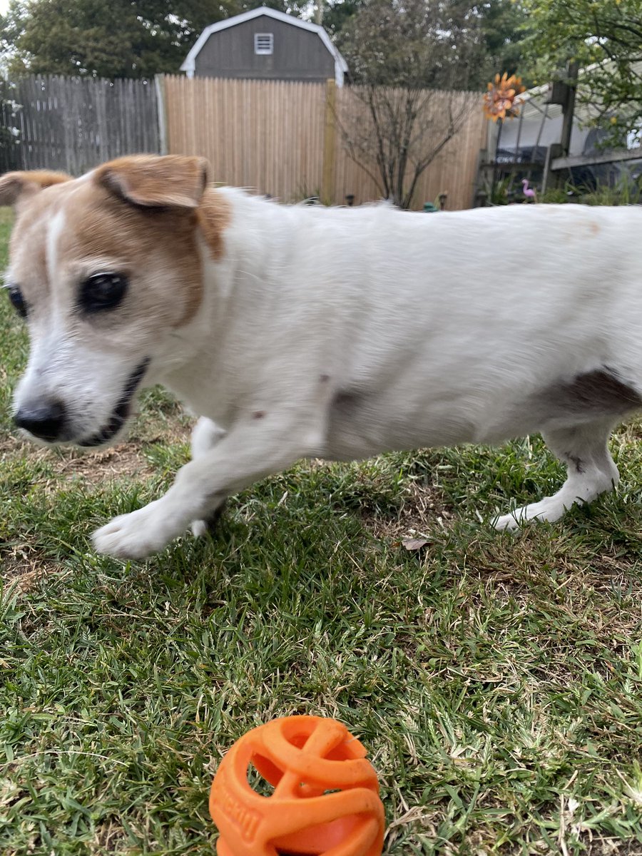 Coming in hot on a Monday! 😜. Have a great day frens! 🐾♥️ #MondayMorning #MondayMotivaton #dogsofX