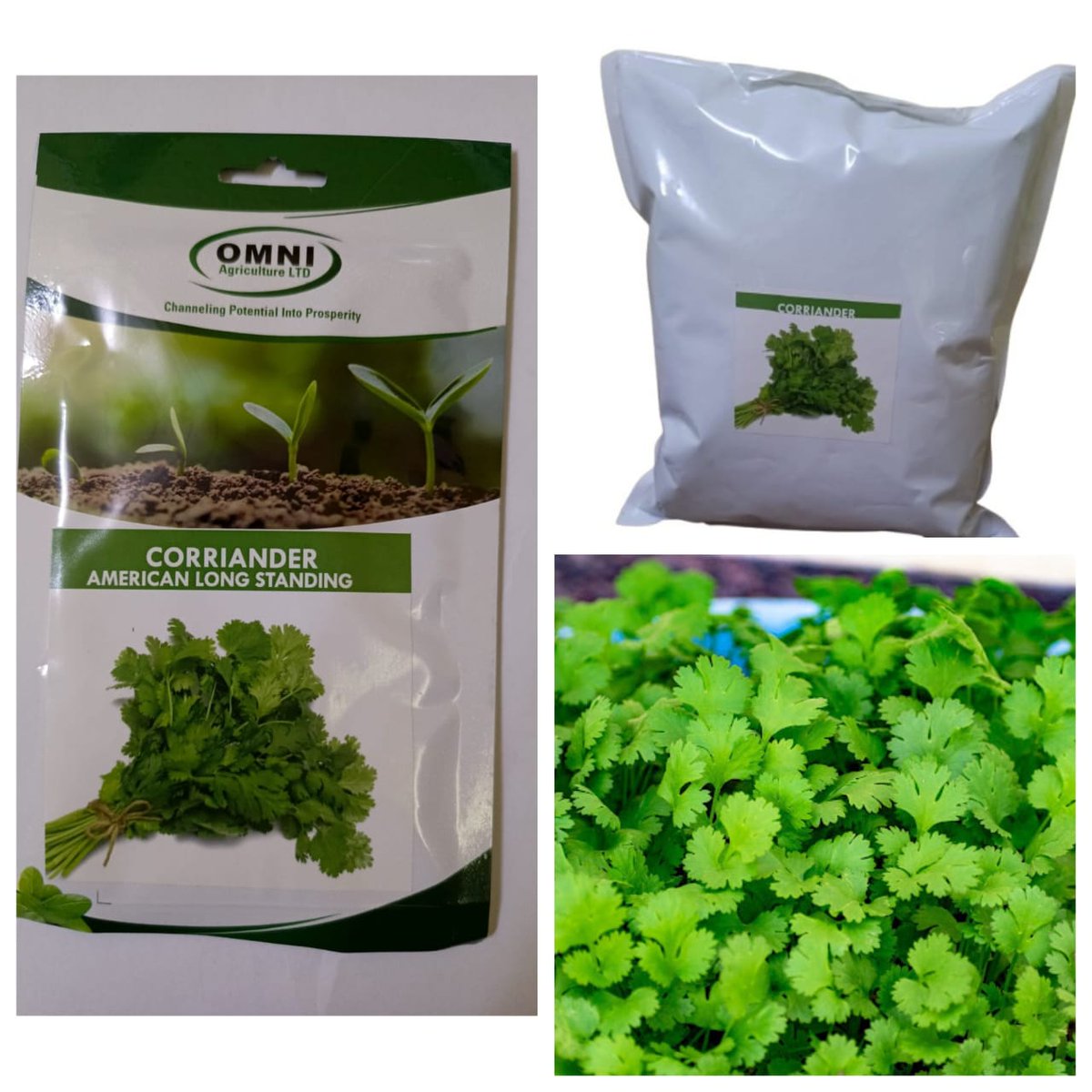 GallimitedKenya's tweet image. Avoid heat stress above 32°C and waterlogging for best results.
📞 Contact: 0769616798 / 0757862786
#CorianderSeeds #GrowingGuide #WellDrained #LoamySoil #ConsistentMoisture #PreventBolting #DirectSow #OptimalTemperature #Sunlight #OrganicMatter