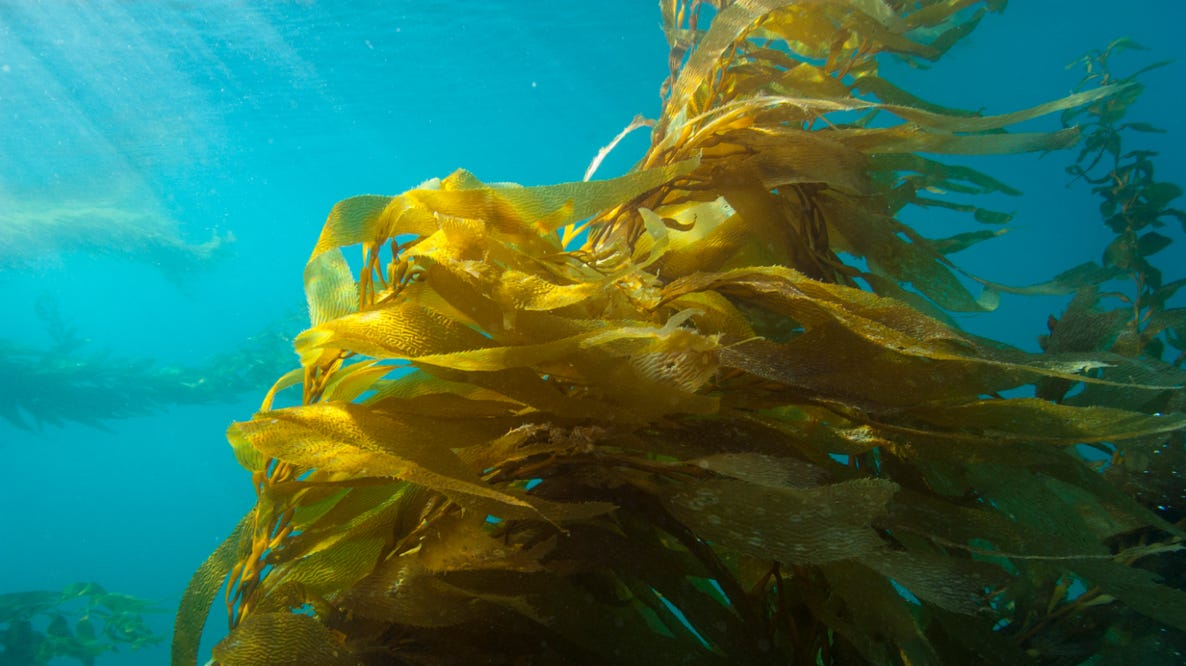 CTVR Newsfeed for September 28, 2025

The oceans are sounding the alarm — human pressures could double by 2050, pushing them past a breaking point unless we act fast.

Learn More: ctvr.substack.com/p/ctvr-newsfee…

#CTVR