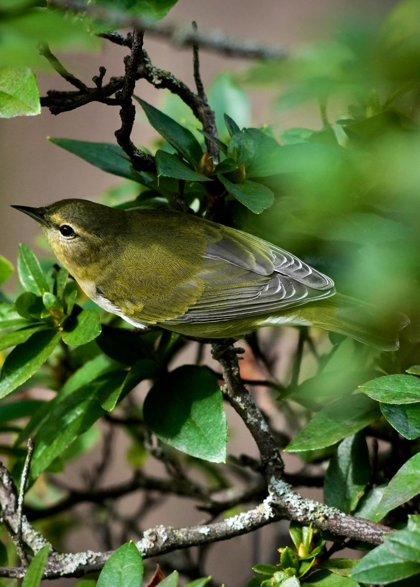 Johnny_200033's tweet image. #TennesseeWarbler last Saturday evening in Green-Wood cemetery @BirdBrklyn #birdcpp