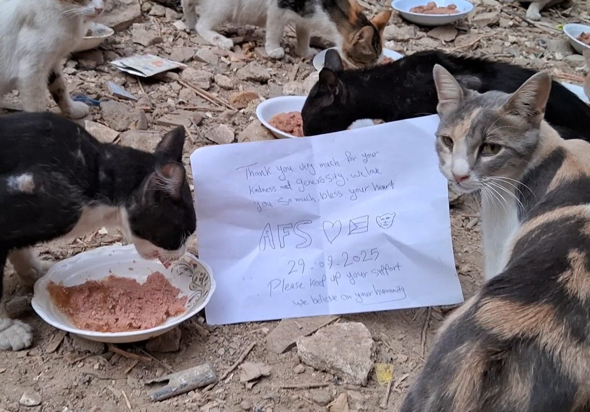 AnimalFriendsSh's tweet photo. We knock on the doors of your hearts asking for heÌp and believing in your humanity and gener0sity. Hung3r, d!sease, d!spersion and depr!vation have afflicted us, our s0rr0ws are deep and our p@in is deeper, we were honorable to our people and we had a cat shelter that shines love and life, we did not delay in serving the weak or the cr¥ of a w0unded animal and our hearts were an embrace for every needy, but the w@r has made us lose everything and we have become those in need of help, please, we cr¥ out in de$pair, ple@ding for your kindness to s@ve our families, our cats, and ourselves, without your help, we are l0st 🙏🐾🐱👨‍👩‍👧‍👦🇵🇸.
‼️GoFundMe link for AFS families:
https://t.co/KF2gxq1lrj
‼️GoFundMe link for AFS furs:
https://t.co/NzALeMS1b6
‼️PayPal link: mentioned in our bio
