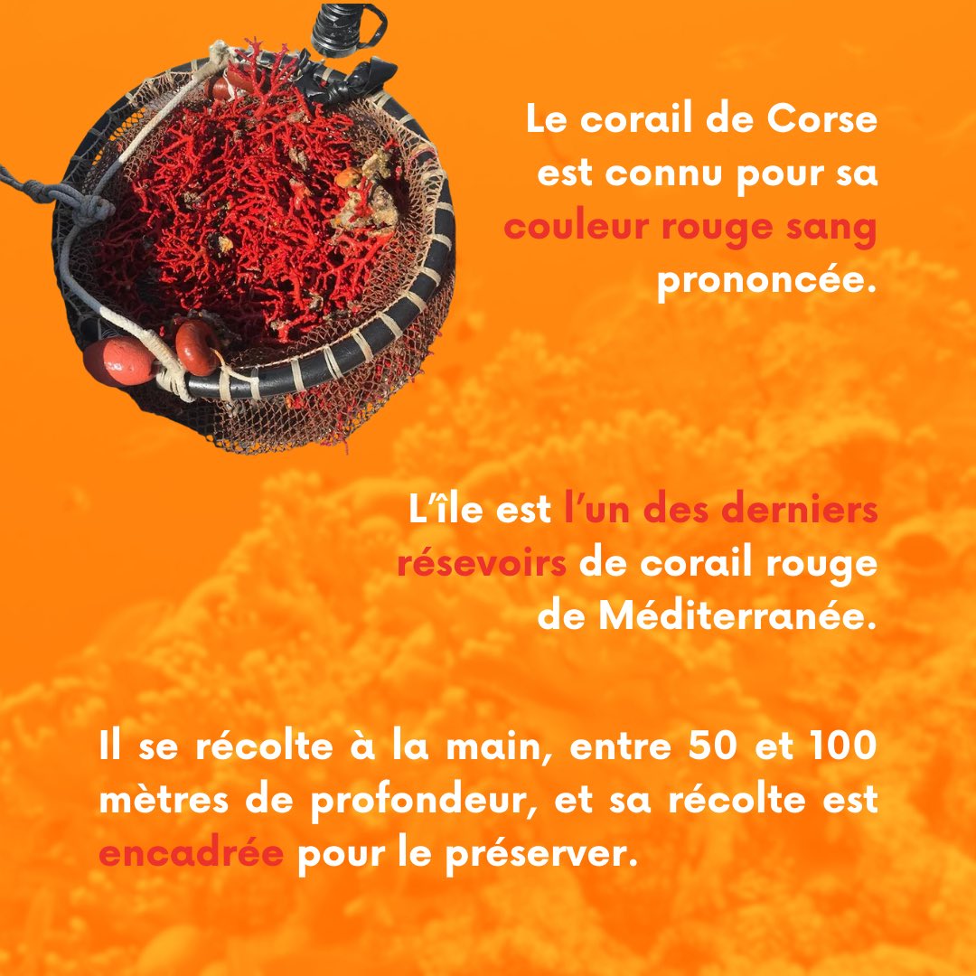 Podcast Emiciclu tweet media