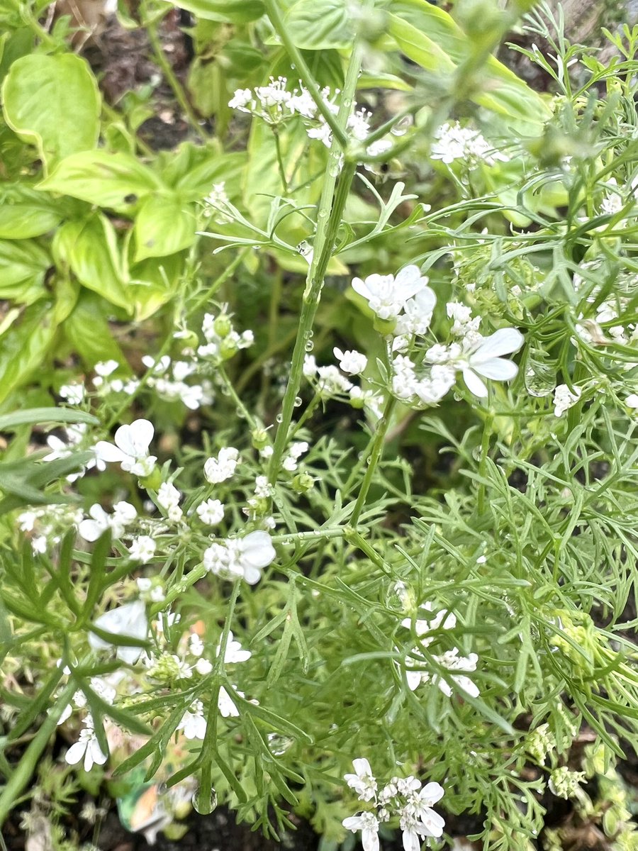 パクチーページ パクチー - Search / X