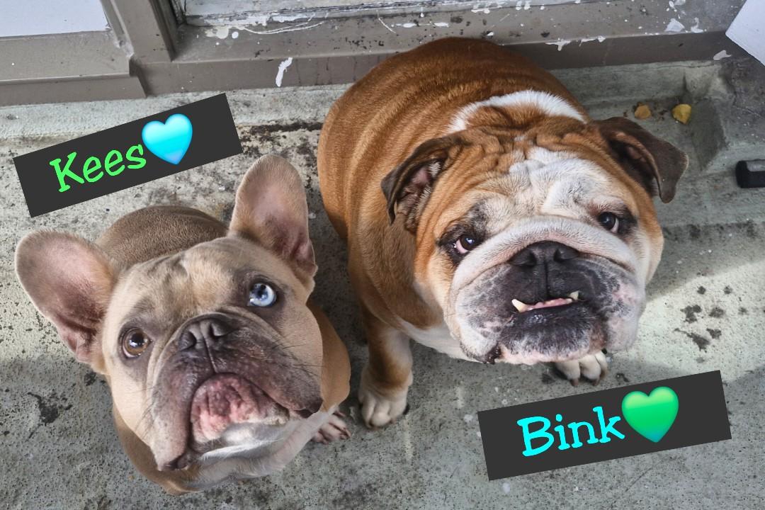 BiancaDijkstra3's tweet photo. @LewisHamilton Dear @LewisHamilton I believe also that Coco togther withy Baco💙🇬🇧 and Kyra🩷🇬🇧 welcomed Roscoe on the other side of the Rainbow🌈bridge.

Lots of love 😘😘😘 and hugs 🫂🫂🫂 from my boys Bink💚🇬🇧 and Kees 🩵🇨🇵 and me from Holland🇳🇱 https://t.co/pgZnMVo3nO