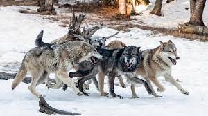 Sailana Inu 🐺 tweet media