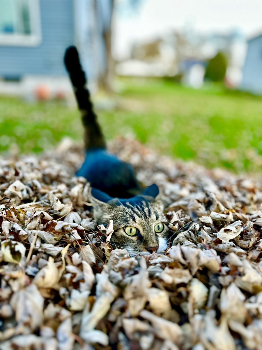 catwithcamera's tweet image. Waiting patiently for those crunchy leaves…🍂🍁🐈 #cat #cute #funny