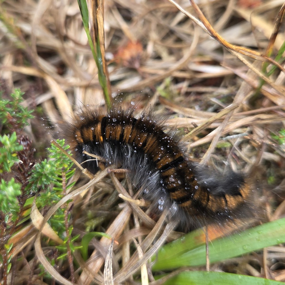 Teimlo’r oerfel?
Daw côt flewog lindys Gwyfyn y Cadno yn handi wrth aeafgysgu. 
Bydd yn ailymddangos yn haul y gwanwyn cyn chwilera mis Ebrill. Gwelir ar rychwant o gynefinoedd gan gynnwys mawndir. Enwir ar sail lliw cochlyd y gwyfyn gwrywaidd.
#nature 
Diolch am y llun Lucia.
