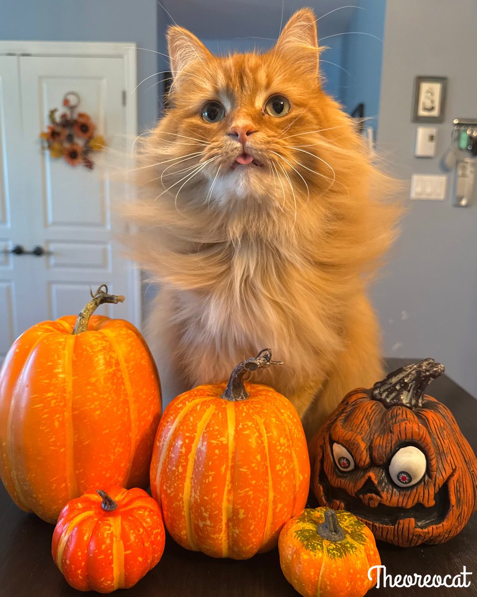 A Pudding in the pumpkin patch. 🎃

#spookyseason #theoreocat #CatsOfX