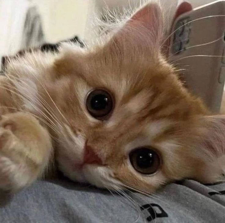 small kittens are cute tweet media
