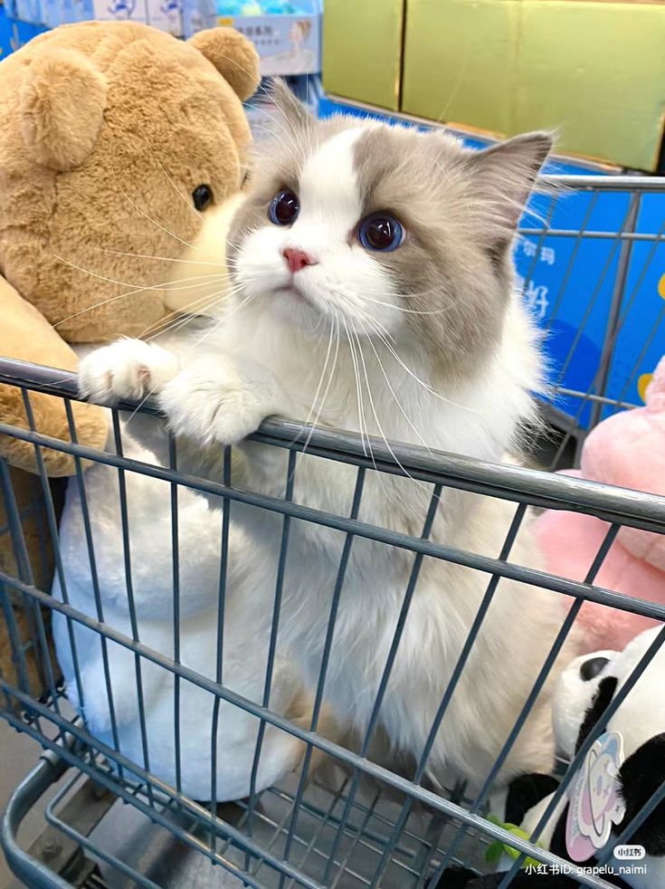 small kittens are cute (@smallcutekitten) on Twitter photo 